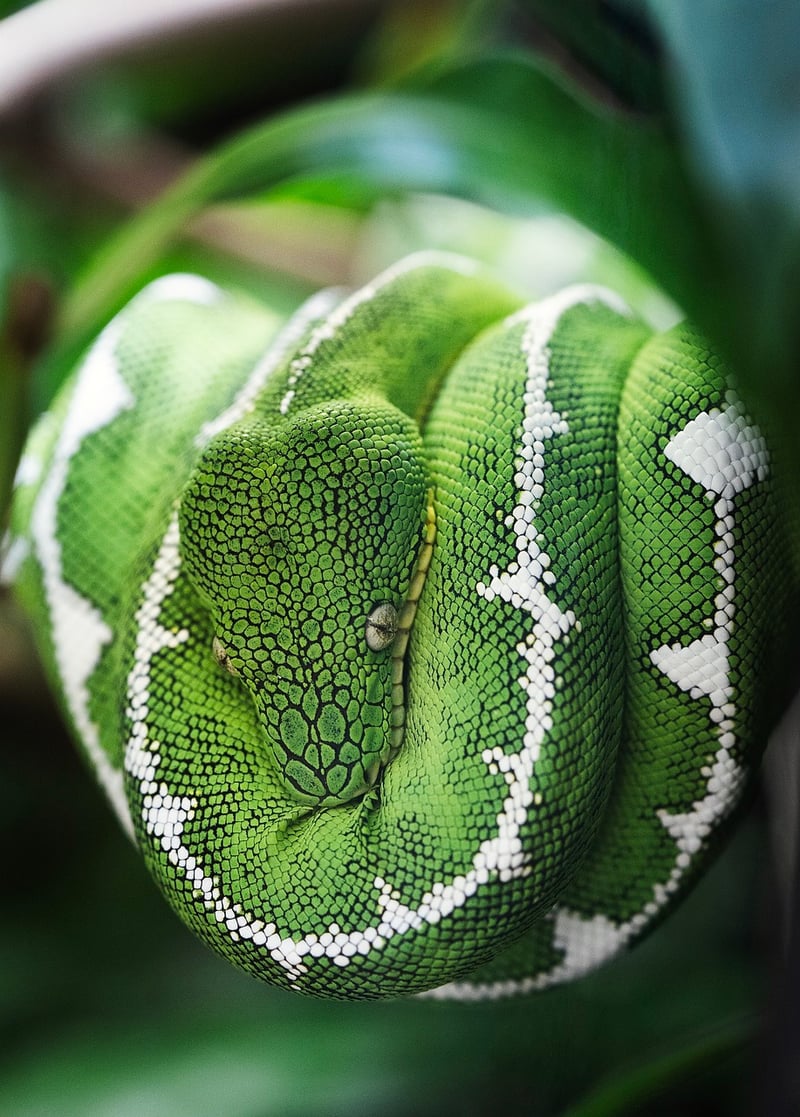 Snake Plant